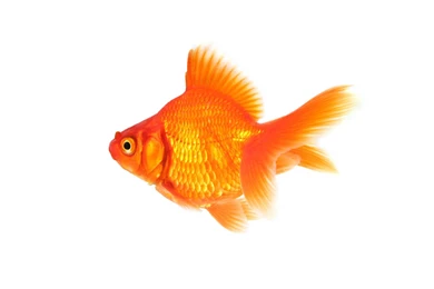 Goldfish Desktop Wallpaper, Goldfish Images, New Wallpapers