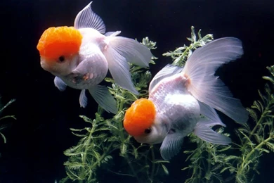 GoldFish HD Wallpapers