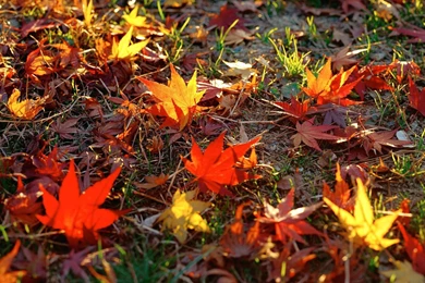 Free Desktop Wallpapers Fall Scenes   Wallpapers Cave