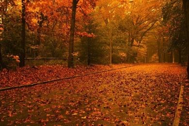 Fall Free Wallpapers Desktop   Wallpapers Cave