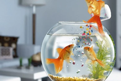 Goldfish Wallpapers 03 – HD Wallpaper, Wallpapers Pics   The Best ...