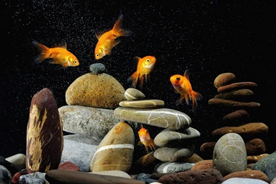 Animals Goldfish Aquarium Wallpapers