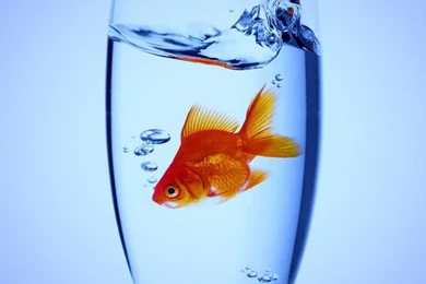 Goldfish In Water iPhone 4 Wallpapers (640x960)