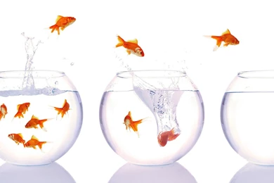 Fish Goldfish Bowls Wallpapers