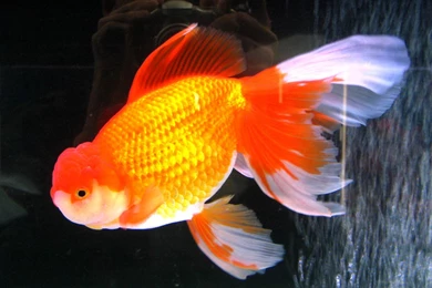 Goldfish Wallpapers And Backgrounds   Animals Town
