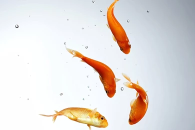 Goldfish And Bubbles Wallpapers 28276