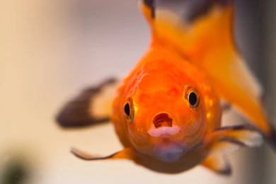 Goldfish Wallpapers :: HD Wallpapers