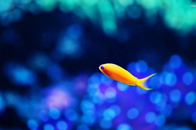 Goldfish Wallpapers   Animal Wallpapers