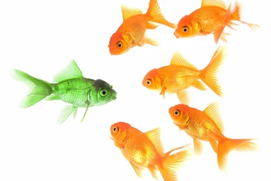 Goldfish (id: 45674) – BUZZERG