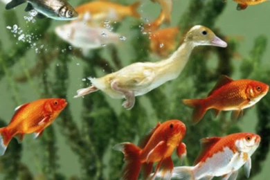 DUCKLING SWIMS UNDERWATER AMONG GOLDFISH WALLPAPER   (