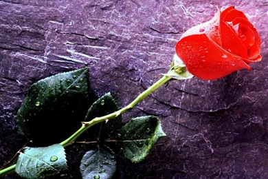 Nice Desktop Wallpapers