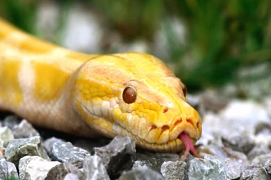 Anaconda Snack HD Wallpapers