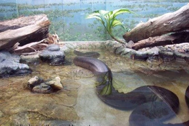 WALLPAPER FREE DOWNLOAD: Great Anaconda Snake Wallpapers