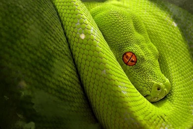 Wallpapers Anaconda Wallpapers Cave