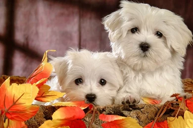 Images of cute dog wallpaper.jpg