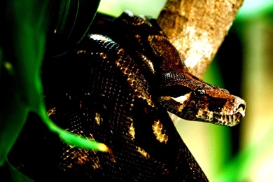 Costa Rica Snake Anaconda