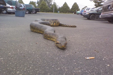 Anaconda on road near hd wallpapers of anaconda free download ...