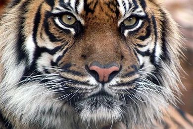 Indian Tiger Mdyobgh F X