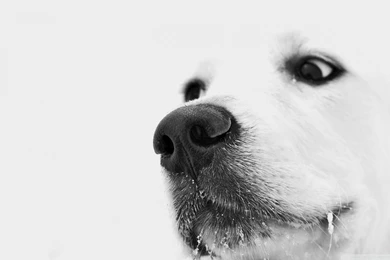 Black And White Sad Dog Wallpapers Download