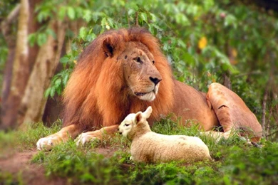 Images of lions hunting wallpaper.jpg