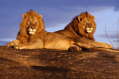Lion Hd Wallpapers Page 0