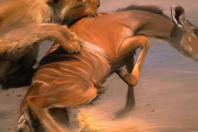 Lion Hunting HD Wallpapers