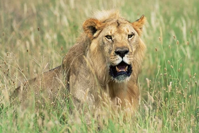 Download Wallpapers 1920x1080 Lion, Grass, Hunting, Hide Full HD ...