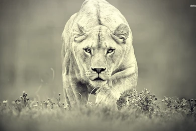 Lion Bravery Quotes Wallpaper. QuotesGram