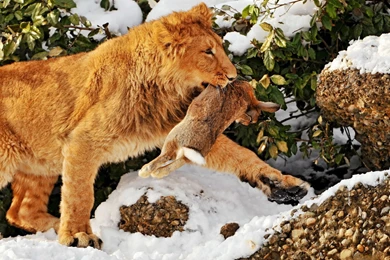 Download Wallpapers 3840x2400 Lion, Hare, Hunting, Predator, Prey ...