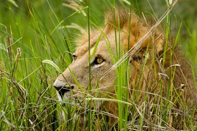 A Big Lion Seating In Jungle And Looking For Hunting Wallpapers ...