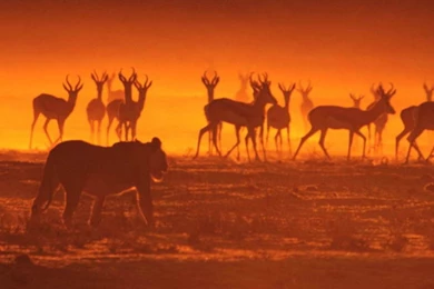 Download Wallpapers 3840x1200 Antelope, Lion, Hunting, Animals ...