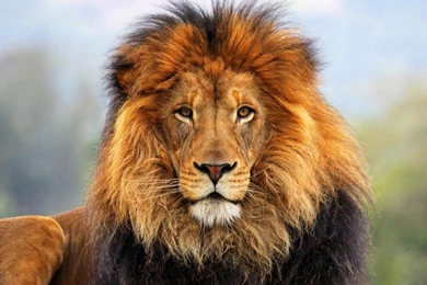 Majestic Lion Wallpapers   Animal Wallpapers