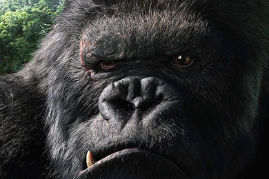 King Kong Wallpapers Wallpapers Movie Extras Movies Virgin ...