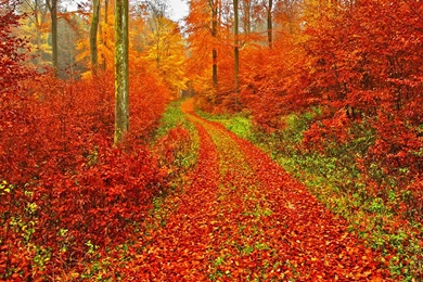 Autumn Wallpapers   Android Apps And Tests   AndroidPIT