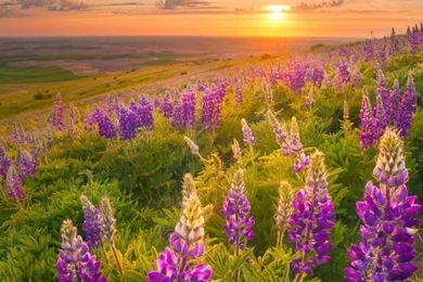 Oppo Find 7 Lock Stock HD Wallpaper 1 41 576x1024.jpg