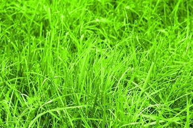 Mobile Wallpaper,download Free Wallpaper,free Images