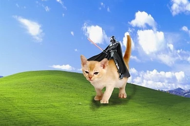 Darth Vader Riding A Cat.