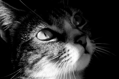 Free 3D Wallpapers Download: Aanimal Wallpapers, Animal Hd ...