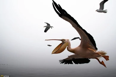 Pelican Photo – Animals Wallpapers – National Geographic Photo Of ...