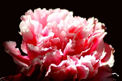 Carnation Flower Images And Wallpapers Download