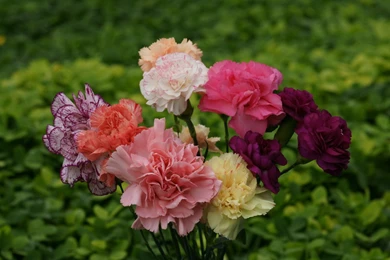 Beautiful_carnations dsc07048 a1 wp.jpg