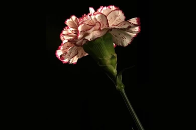 Carnation Wallpapers   Crazy Frankenstein