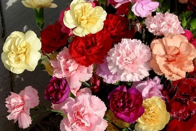 1600x1200 Carnation Wallpapers   Mother's Day Carnation Flowers ...