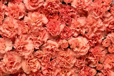 Carnations Wallpapers   Flower Wallpapers