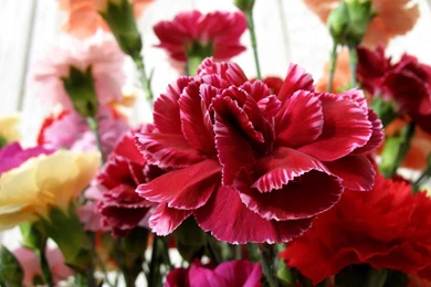 9 Carnation HD Wallpapers