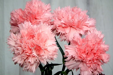Pink Carnation Flowers Wallpapers