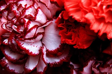 Flowers: Beauty Nature Cool Wallpapers Pictures Free For High ...