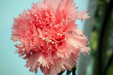 Carnation Flowers