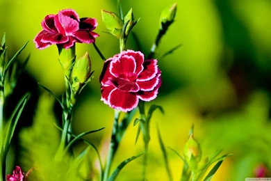 Pink Carnation Flowers HD Desktop Wallpapers : High Definition ...