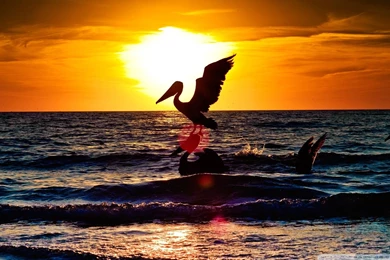 Pelican Desktop HD Wallpaper, Pelican Pictures